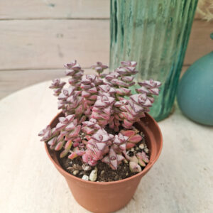 Crassula rupestris subsp rupestris