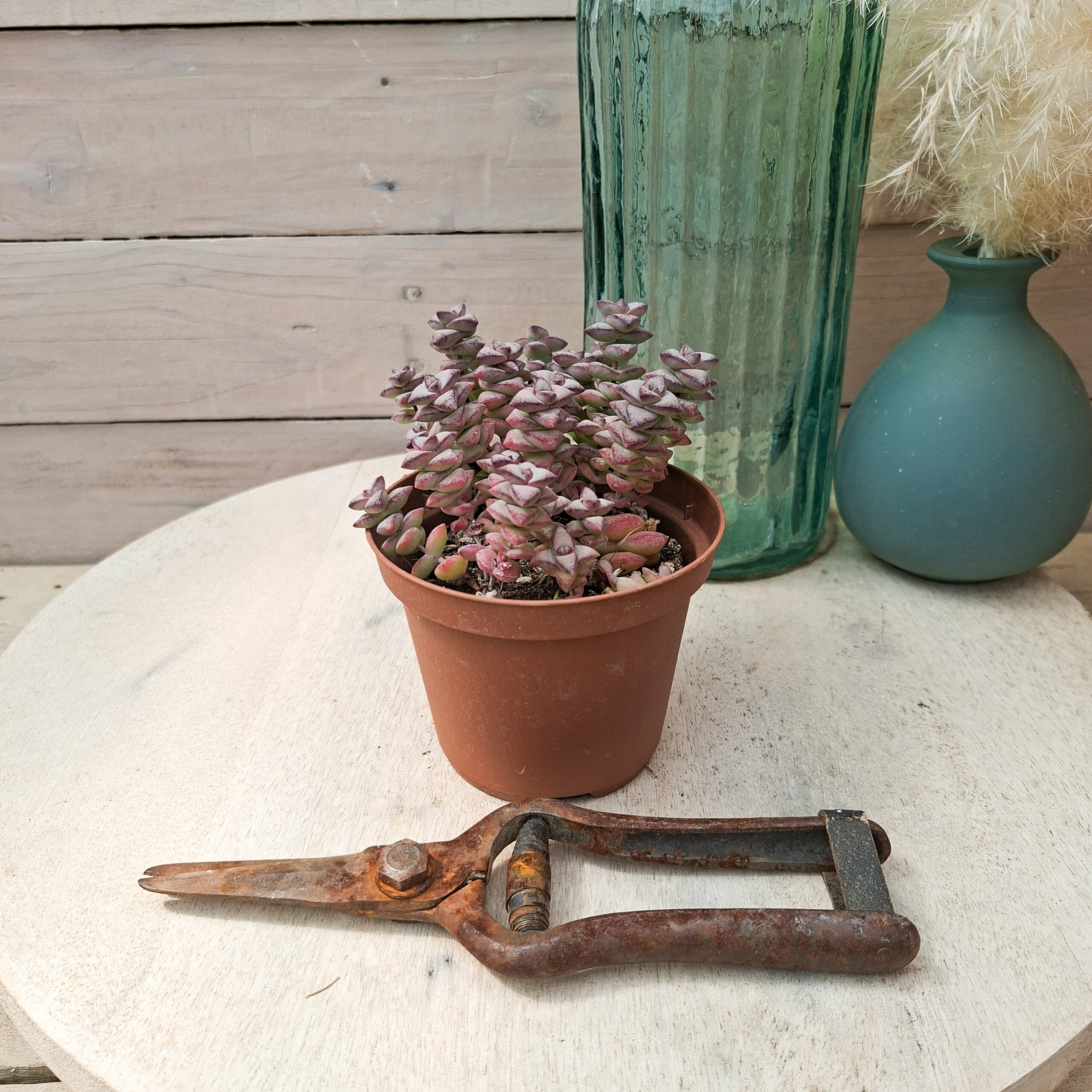 Crassula rupestris subsp rupestris – Image 2