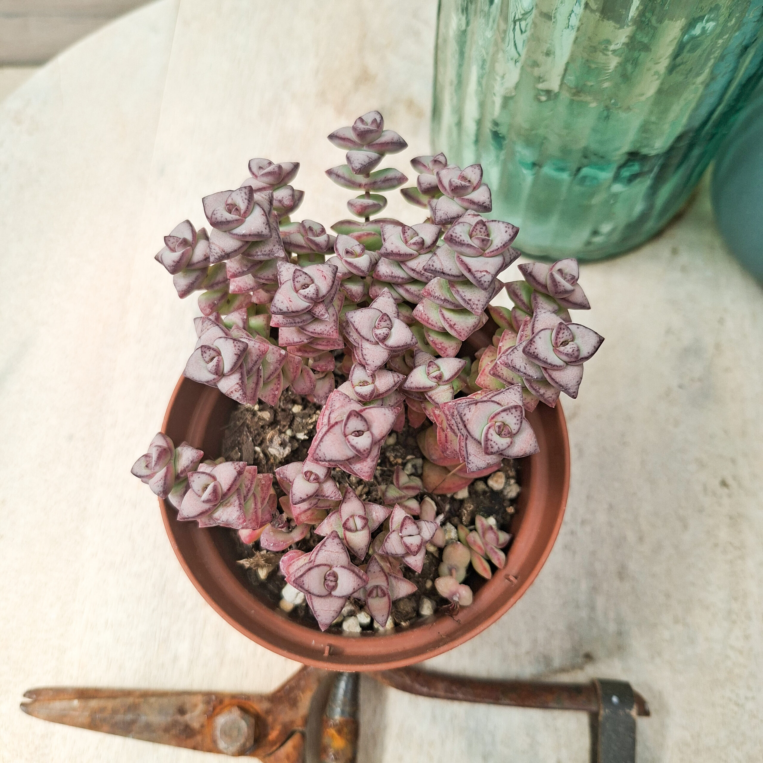 Crassula rupestris subsp rupestris – Image 3