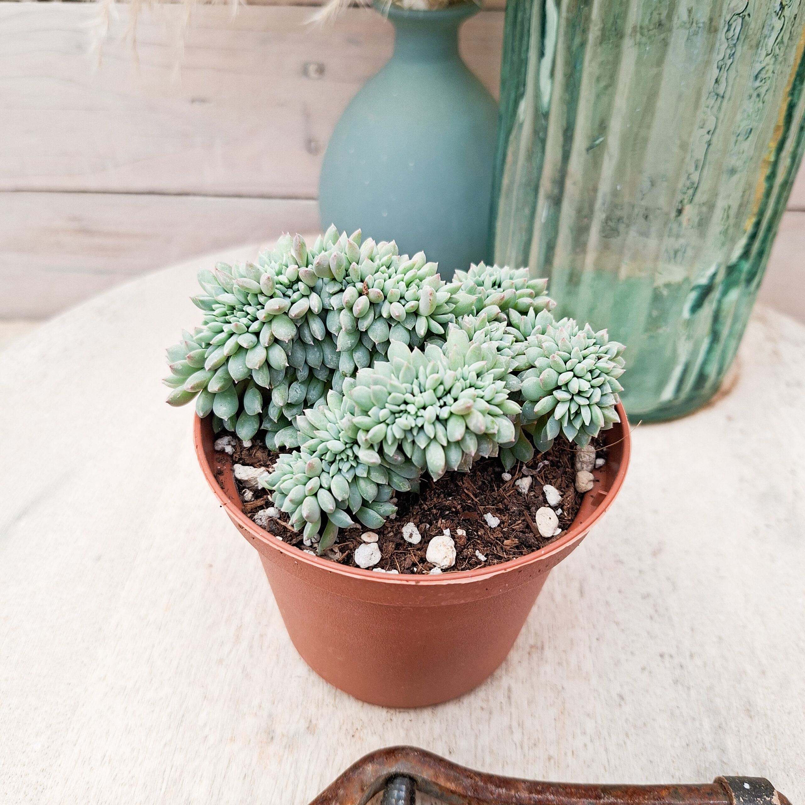 Echeveria 'Chrissy n Ryan' cristata