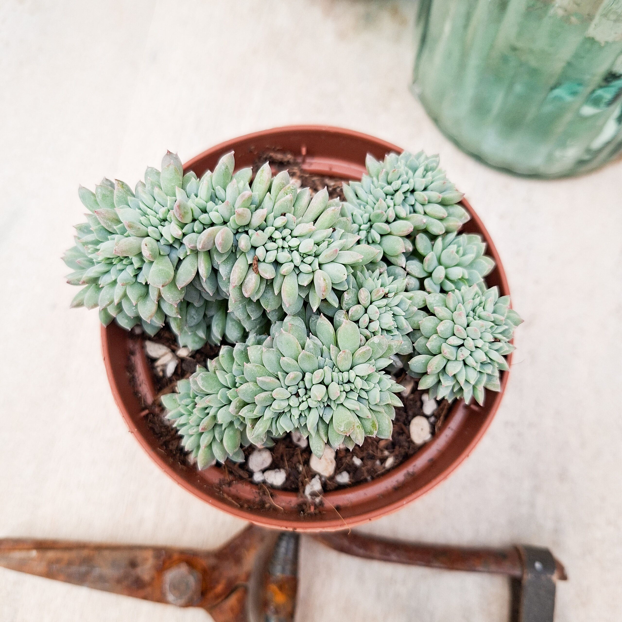 Echeveria 'Chrissy n Ryan' cristata – Image 3