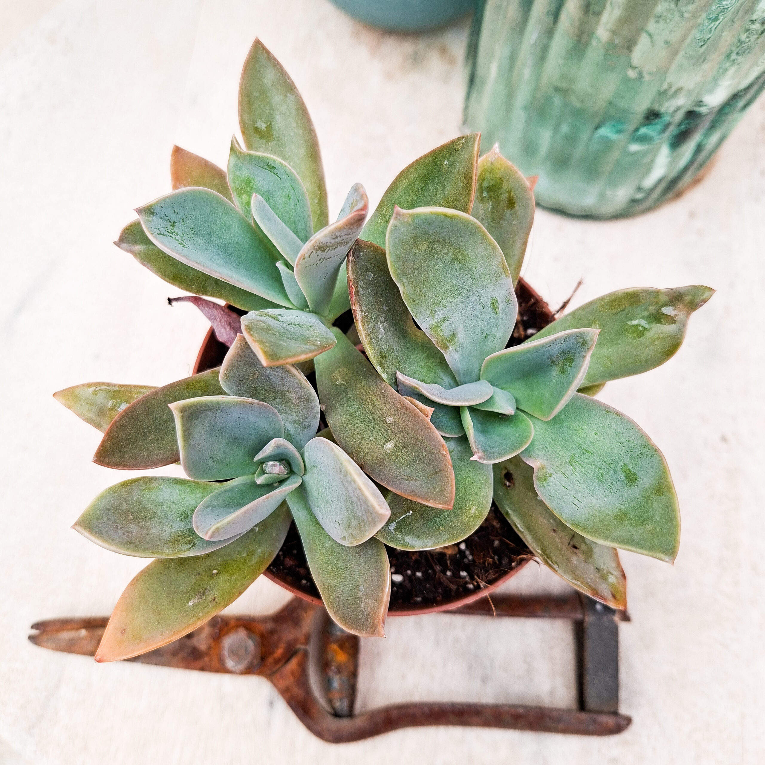 Graptoveria 'Fred Ives' – Image 3