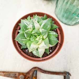 Haworthia cuspidata variegata