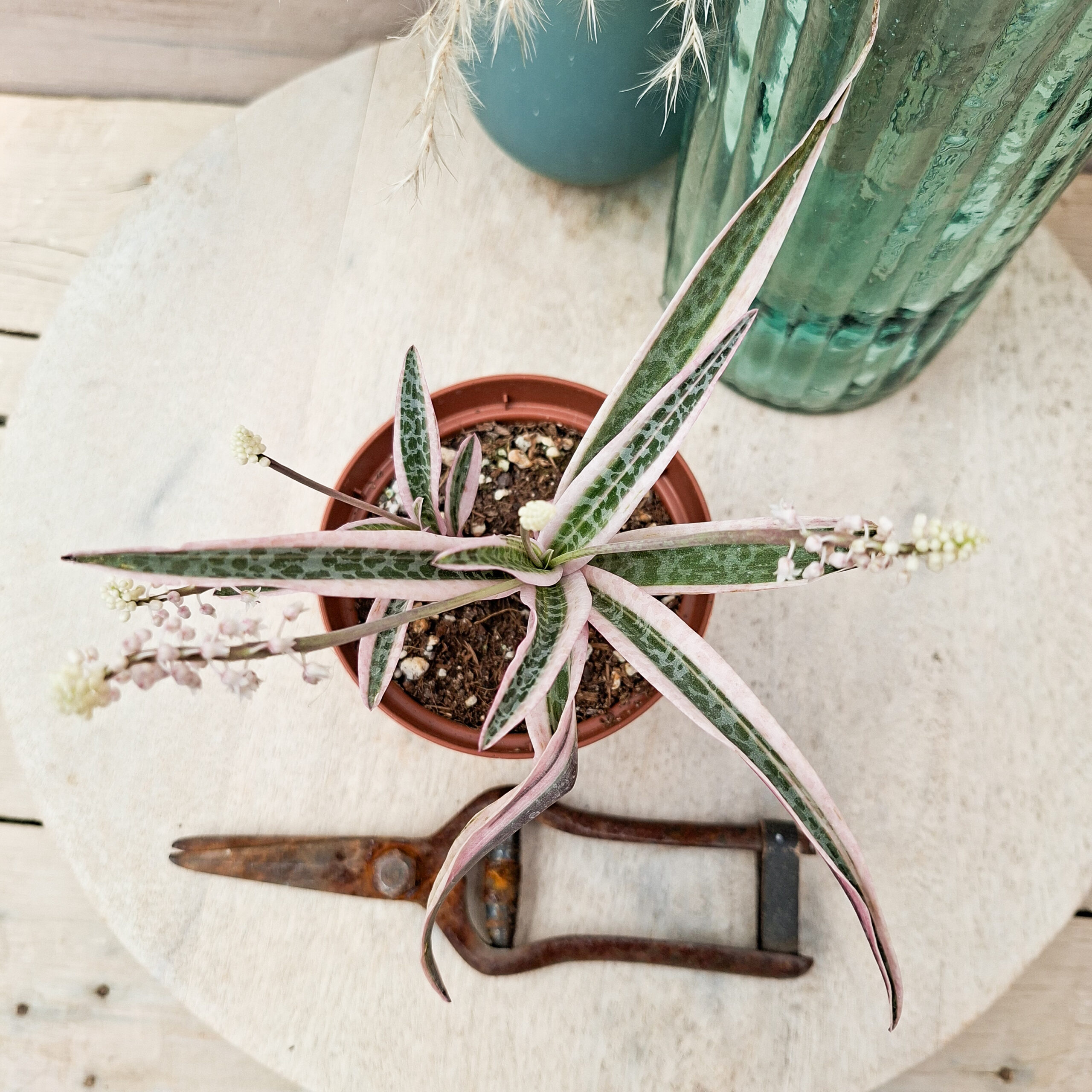 Ledebouria socialis variegata – Image 3