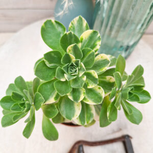 Aeonium ‘Chou’ pot Ø10 cm