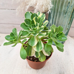 Aeonium ‘Chou’ pot Ø10 cm