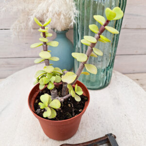 Portulacaria afra
