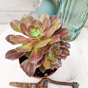 Aeonium &lsquo;Pink Witch Middle&rsquo;