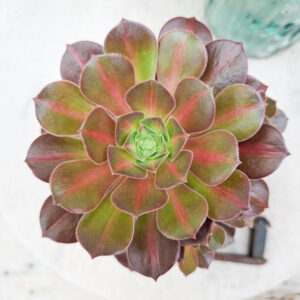 Aeonium &lsquo;Pink Witch Middle&rsquo;