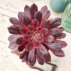 Aeonium ‘Moonlight’