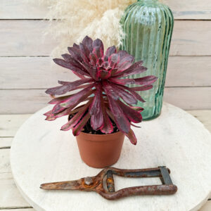 Aeonium ‘Moonlight’