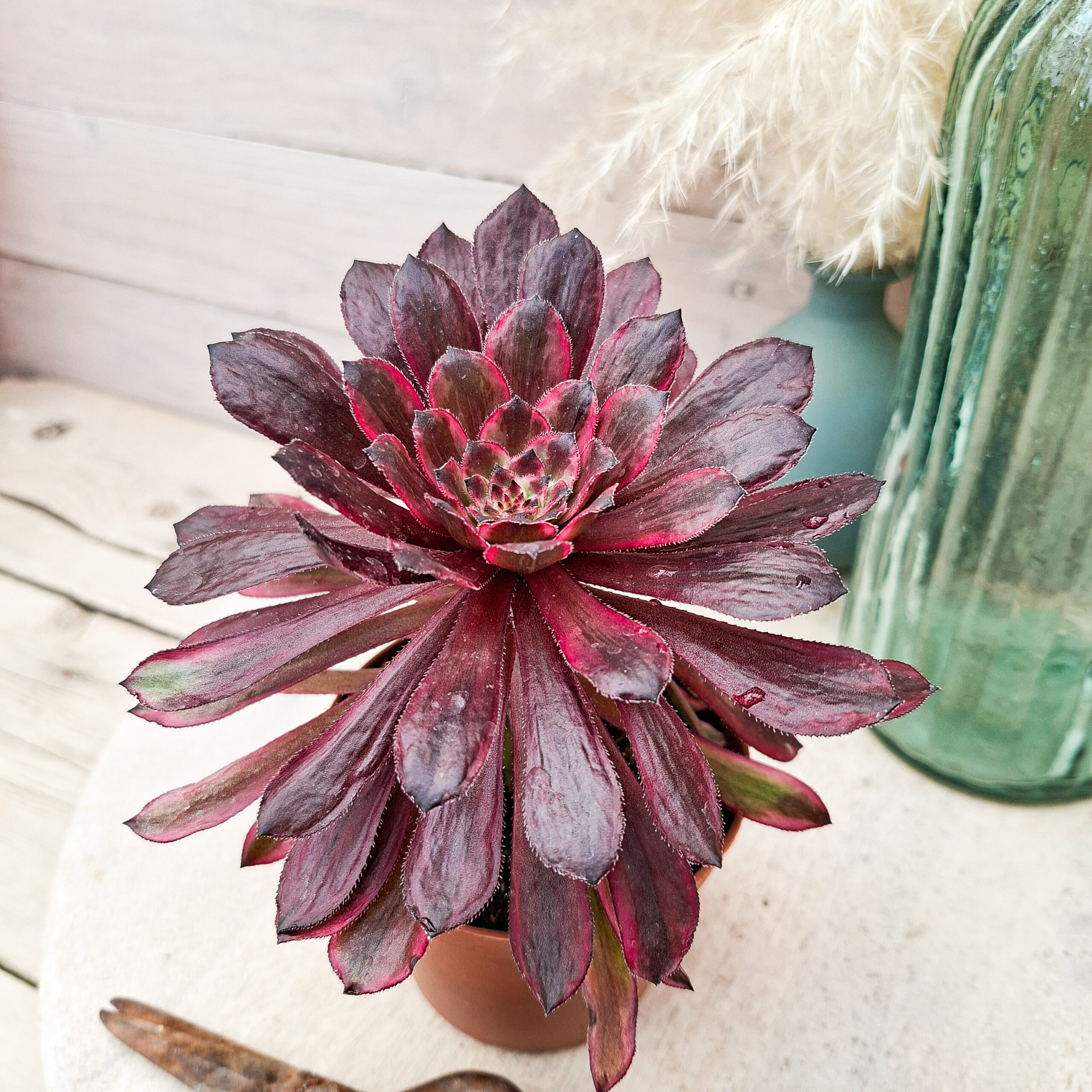 Aeonium ‘Moonlight’ – Image 3