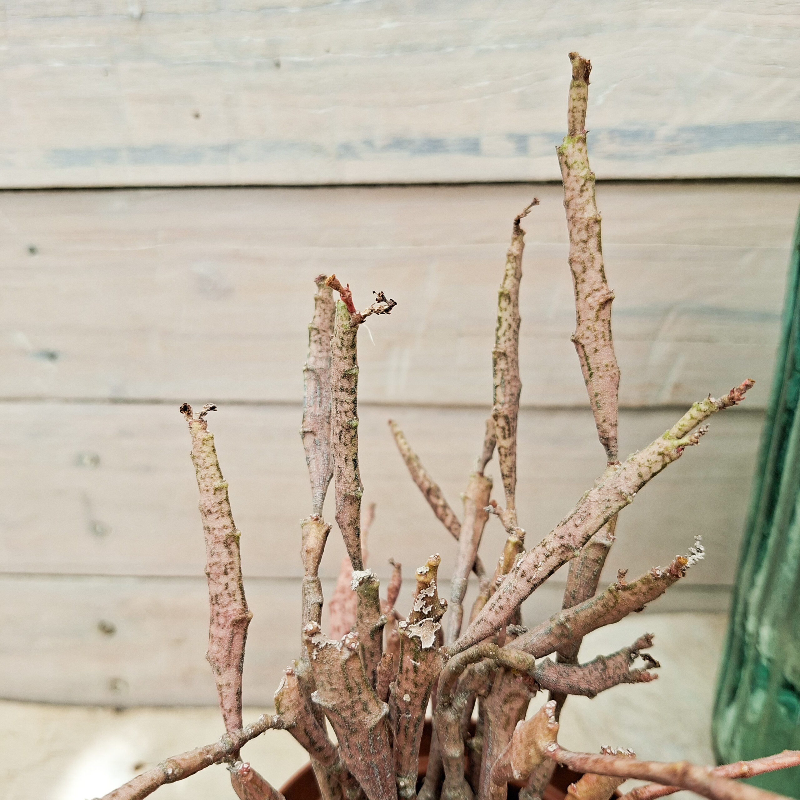 Euphorbe platyclada – Image 3