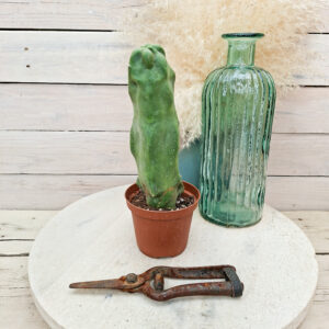 Lophocereus schottii monstruosus