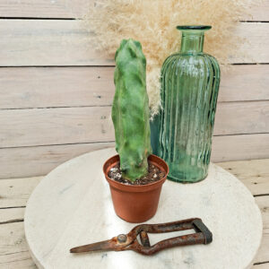 Lophocereus schottii monstruosus