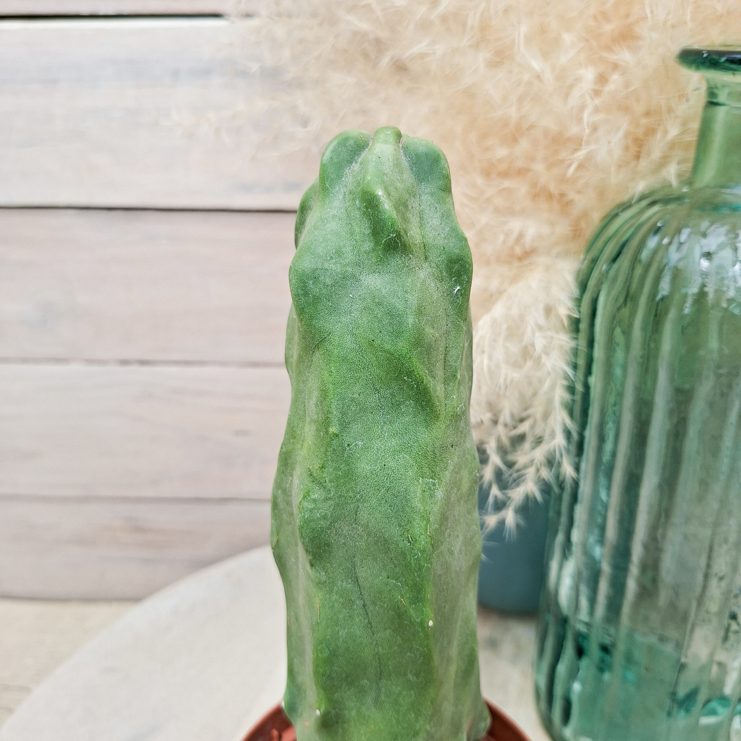 Lophocereus schottii monstruosus – Image 3