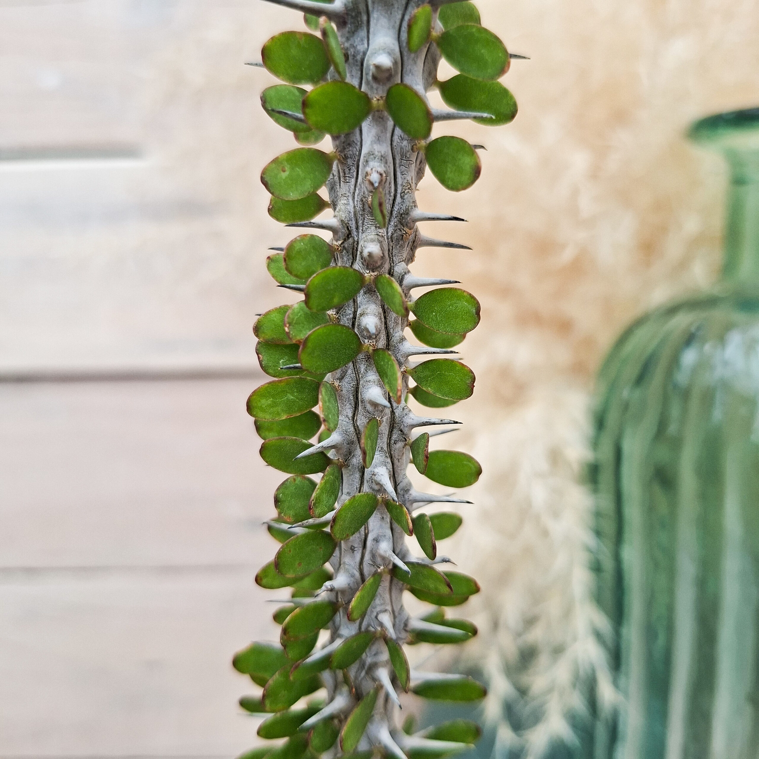 Alluaudia procera – Image 2