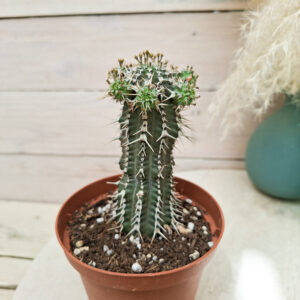 Euphorbe phillipsioides