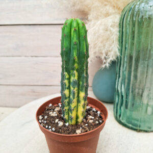 Trichocereus pachanoi variegata