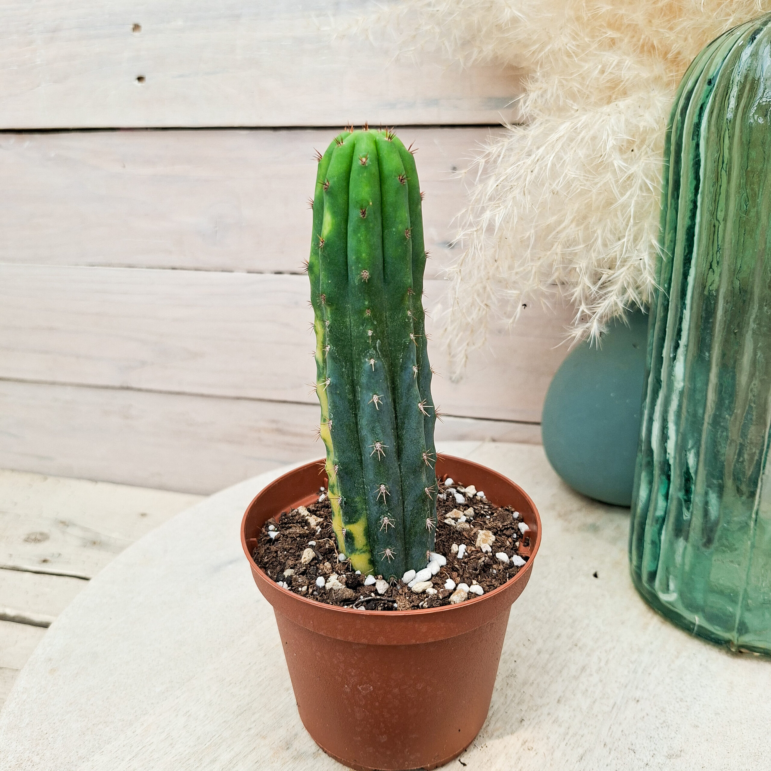 Trichocereus pachanoi variegata – Image 3