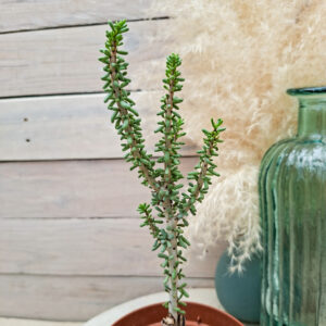 Portulacaria namaquensis