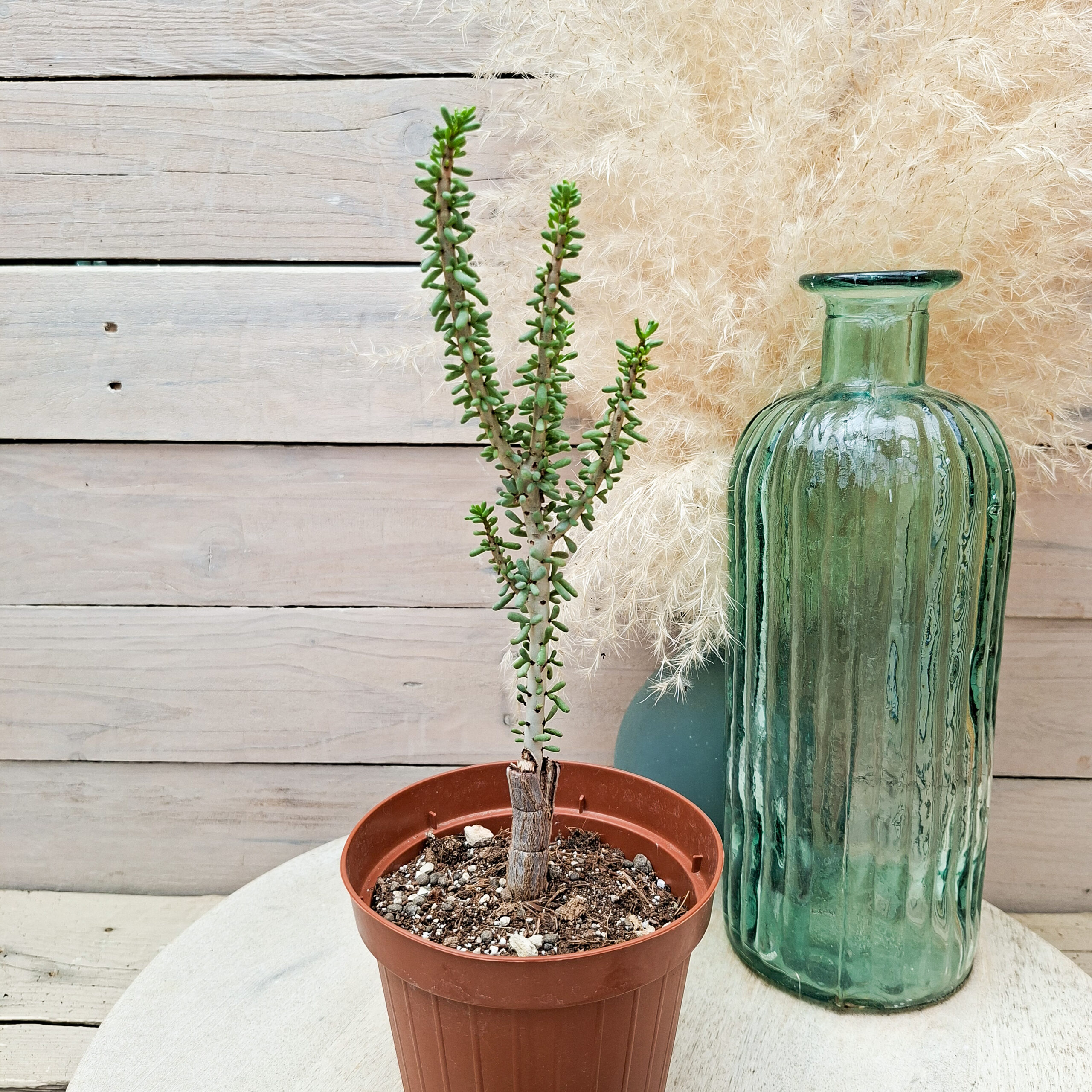 Portulacaria namaquensis – Image 3
