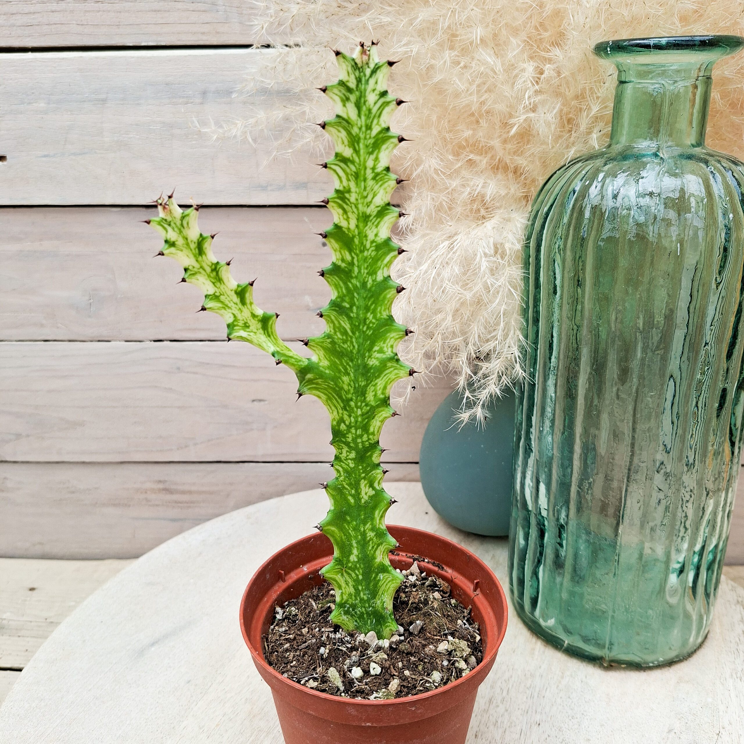 Euphorbe 'Mint Cream'