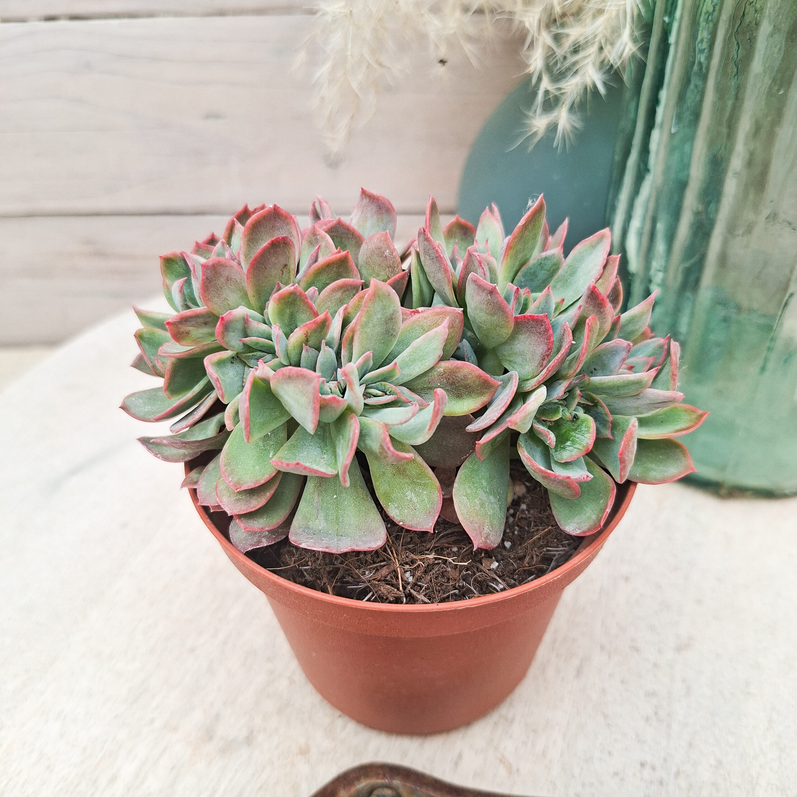 Echeveria 'Luella' cristata