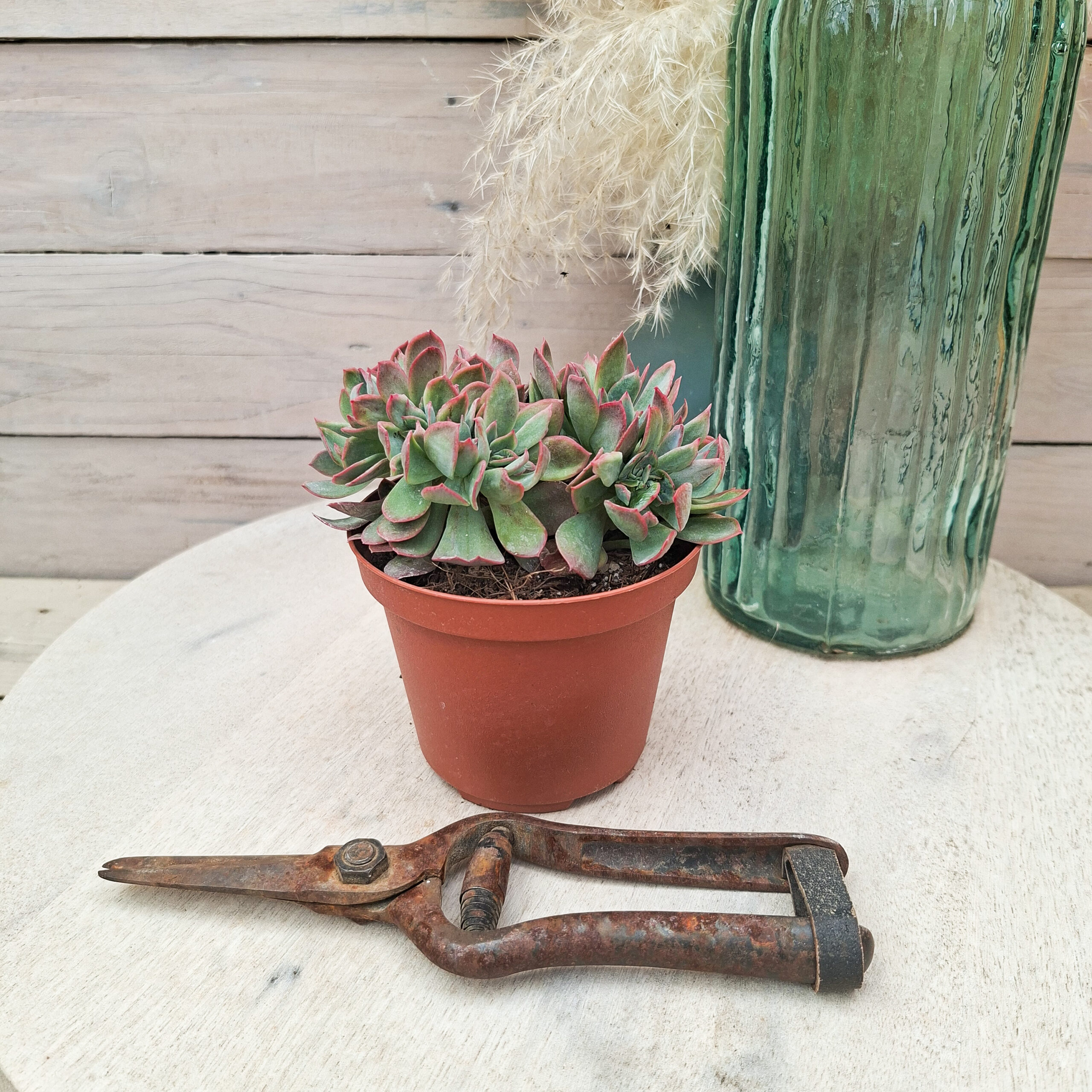 Echeveria 'Luella' cristata – Image 2