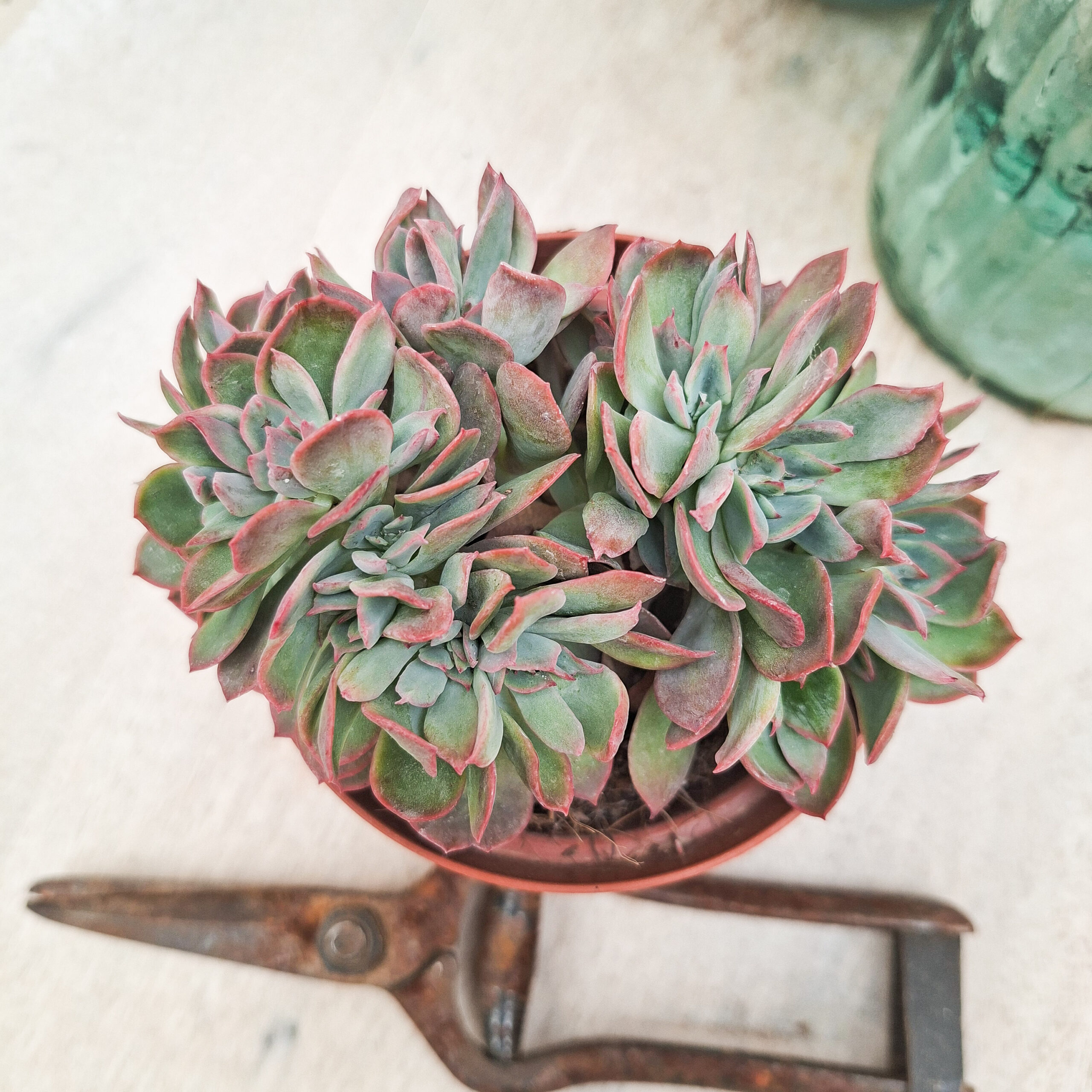Echeveria 'Luella' cristata – Image 3