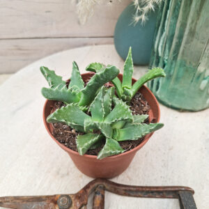 Faucaria felina