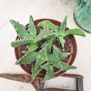 Faucaria felina