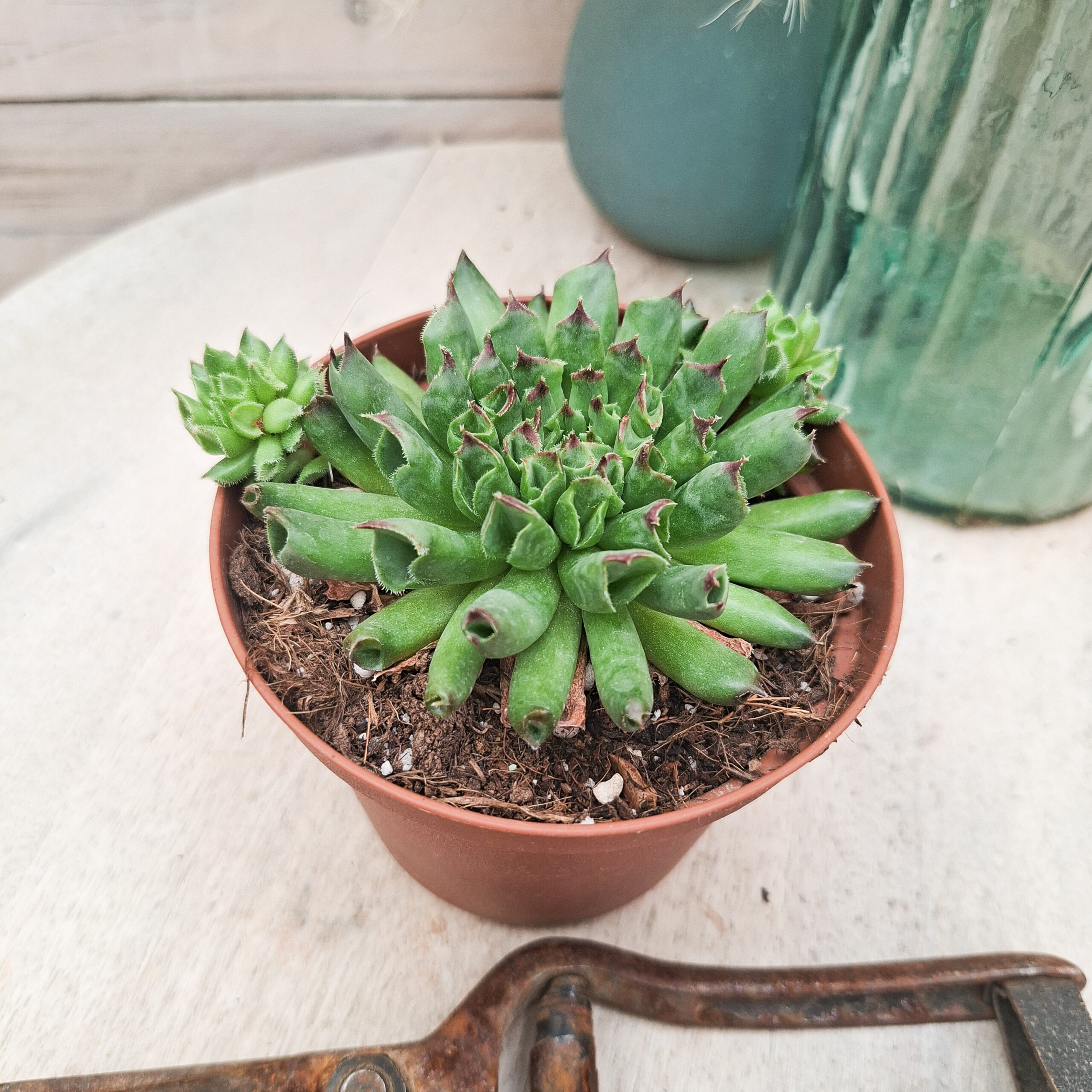 Sempervivum 'Oddity' – Image 3