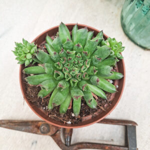 Sempervivum &lsquo;Oddity&rsquo;