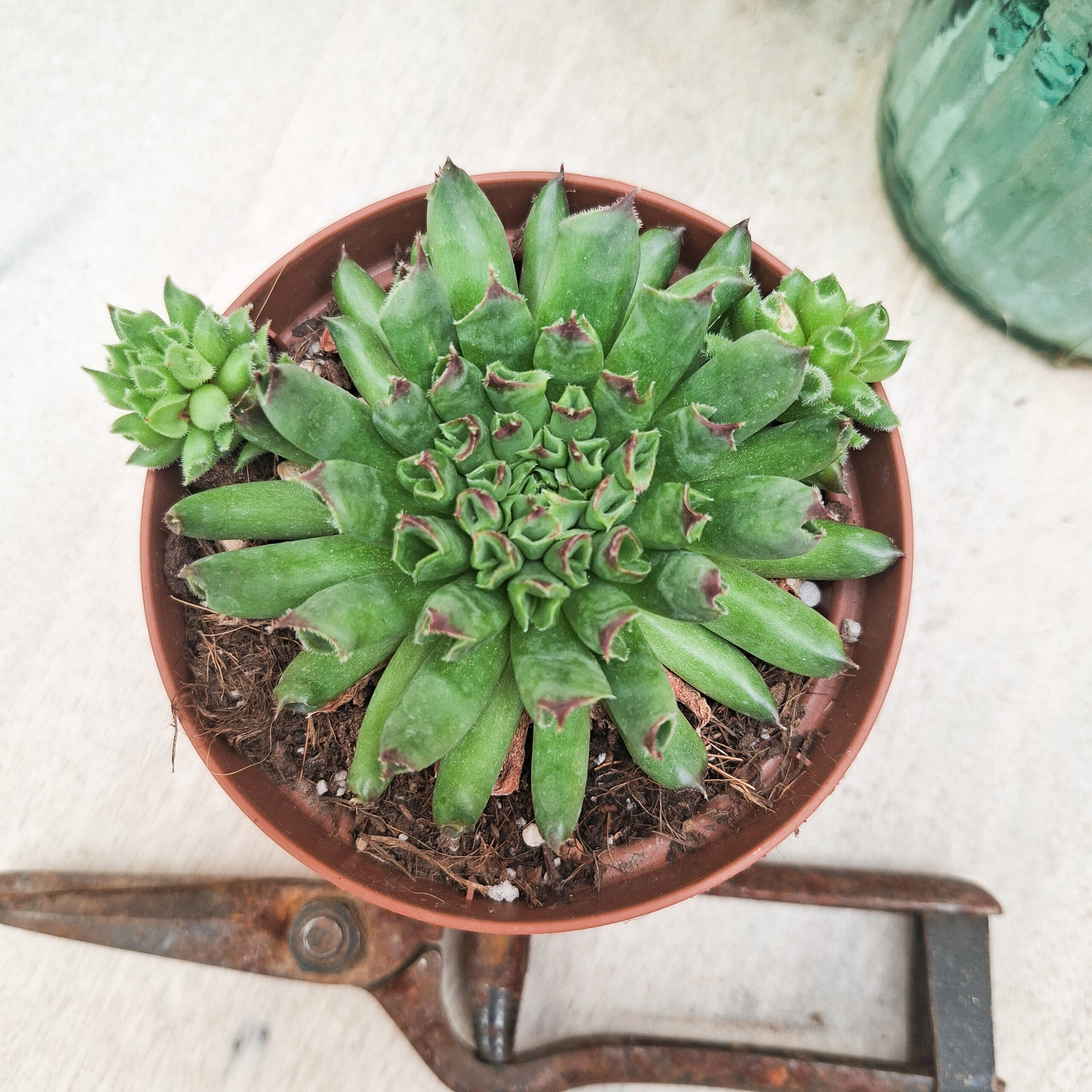 Sempervivum 'Oddity'