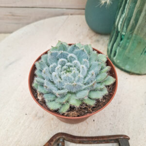 Echeveria setosa