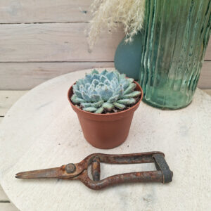 Echeveria setosa