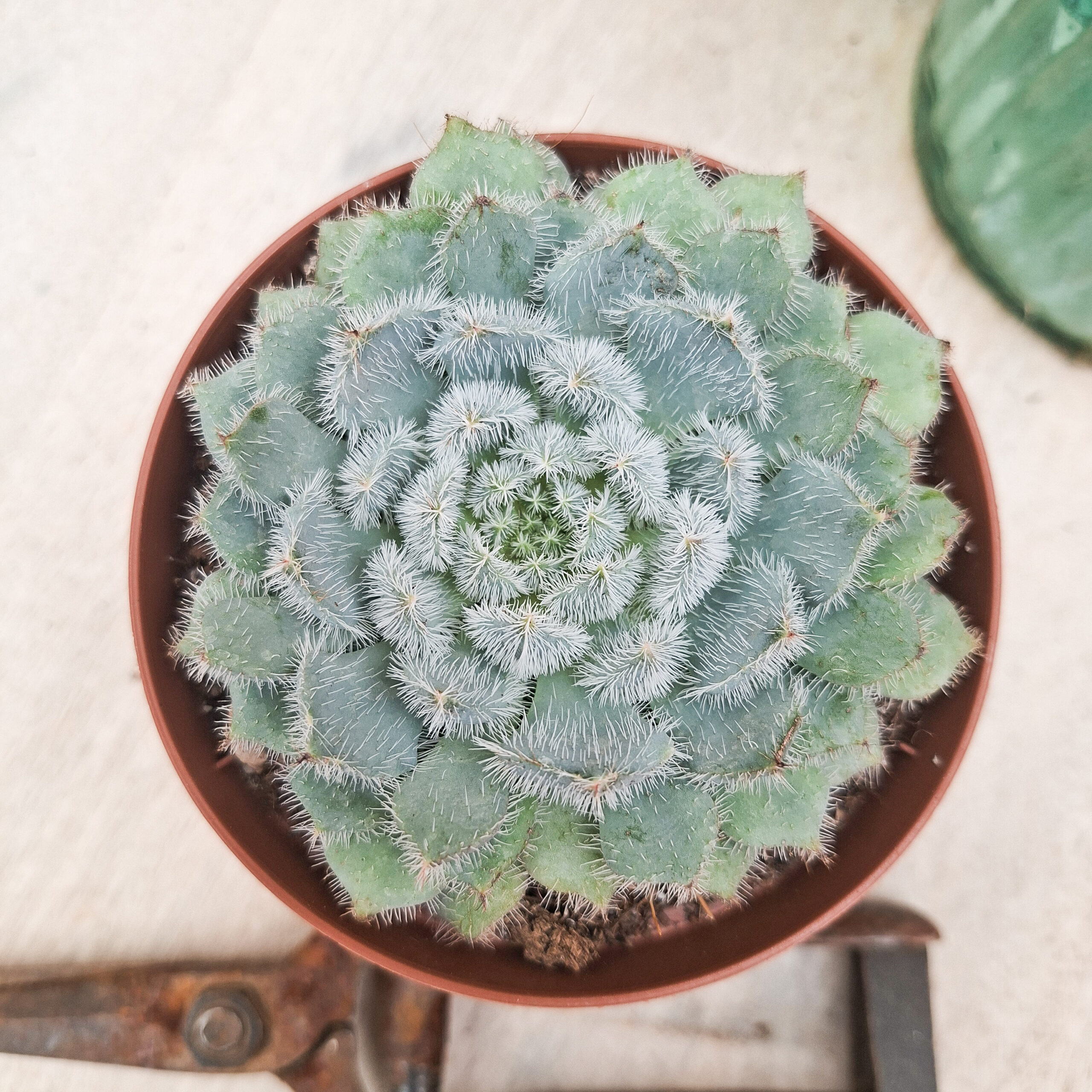 Echeveria setosa – Image 3