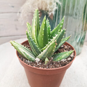Aloe perfoliata &lsquo;Variegata&rsquo;