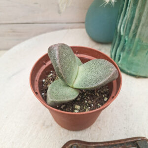 Pleiospilos bolusii