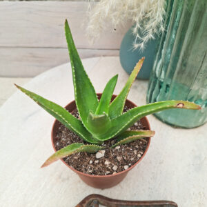 Aloe × delaetii