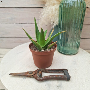 Aloe × delaetii