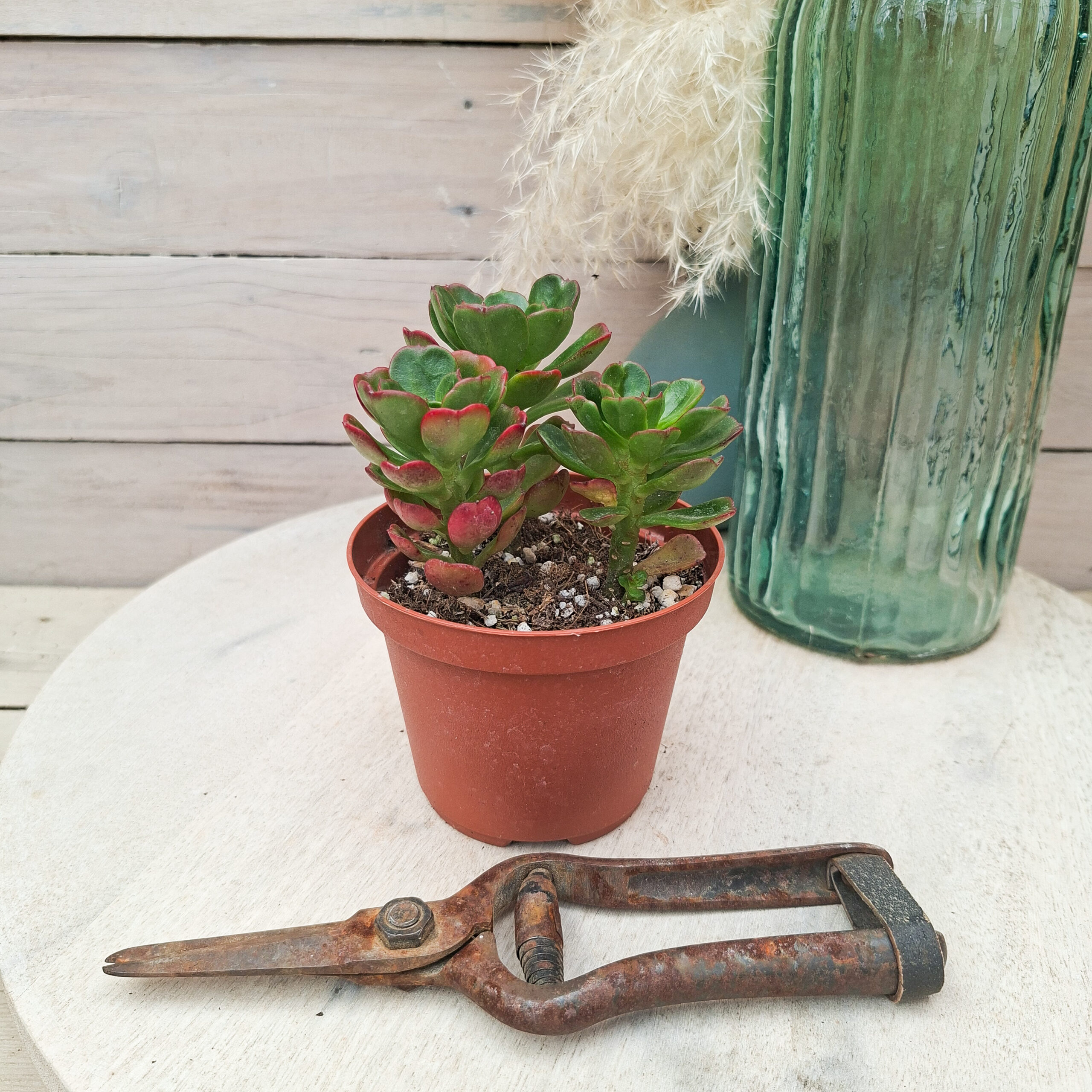 Echeveria multicaulis – Image 2