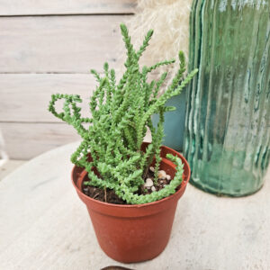 Crassula muscosa