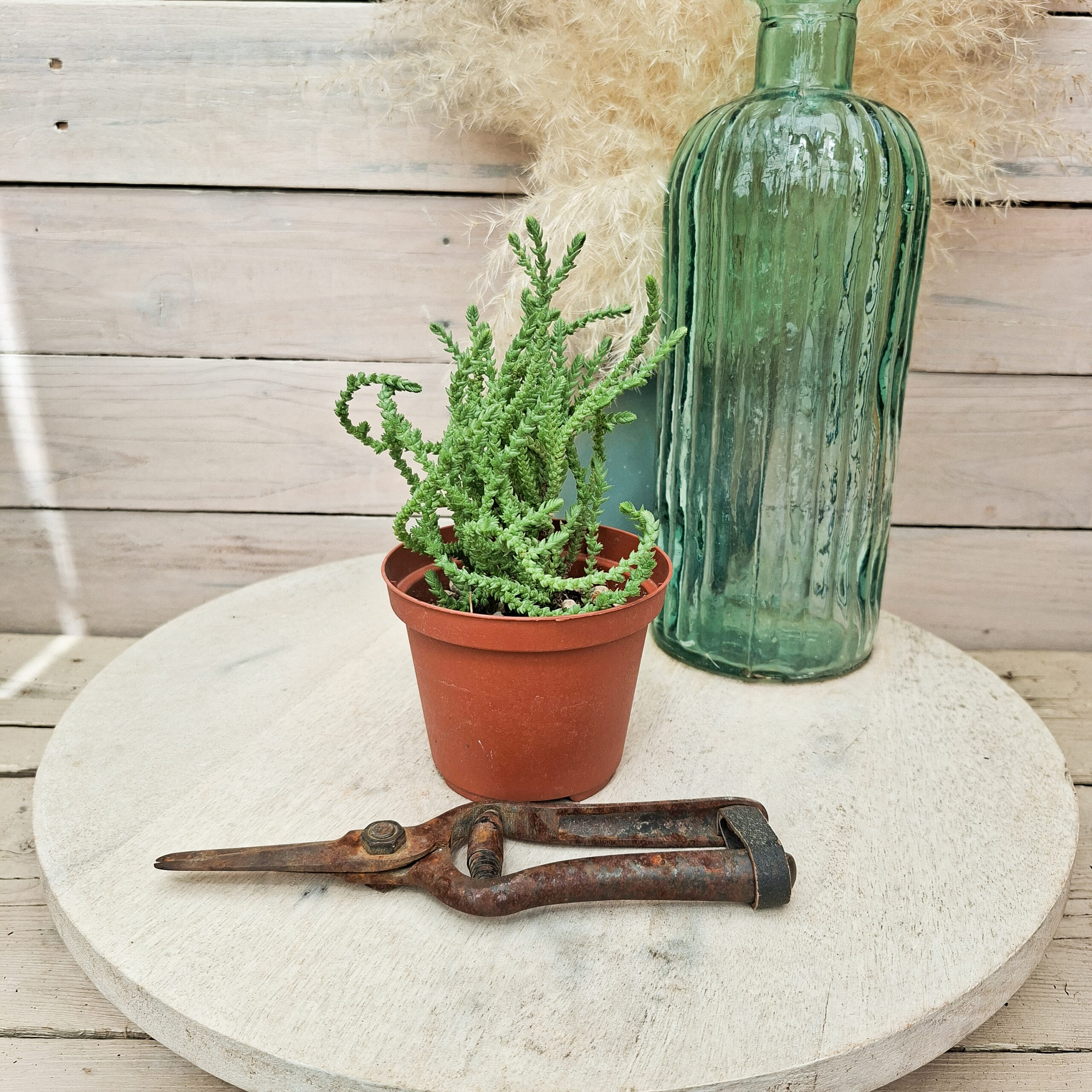 Crassula muscosa – Image 2