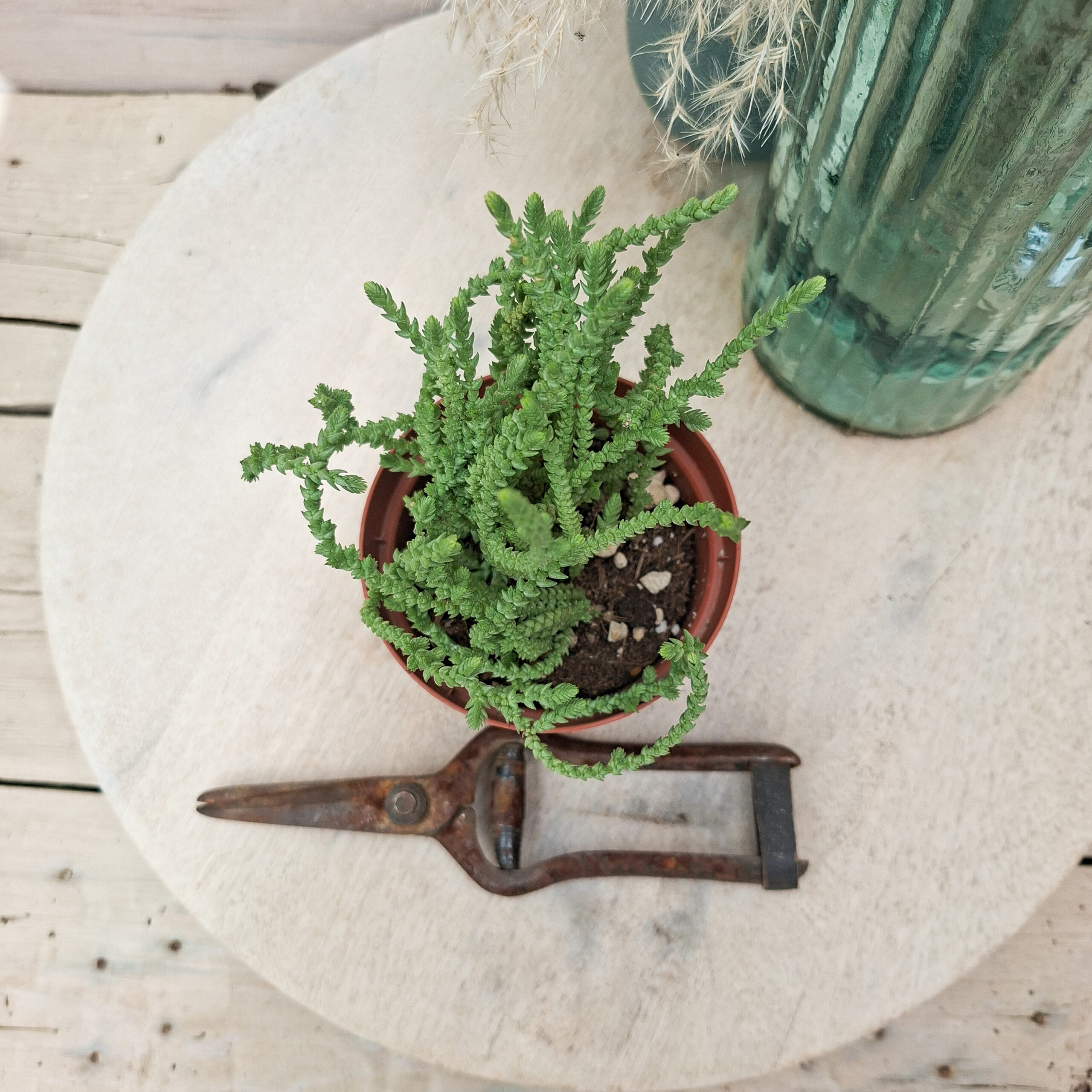 Crassula muscosa – Image 3