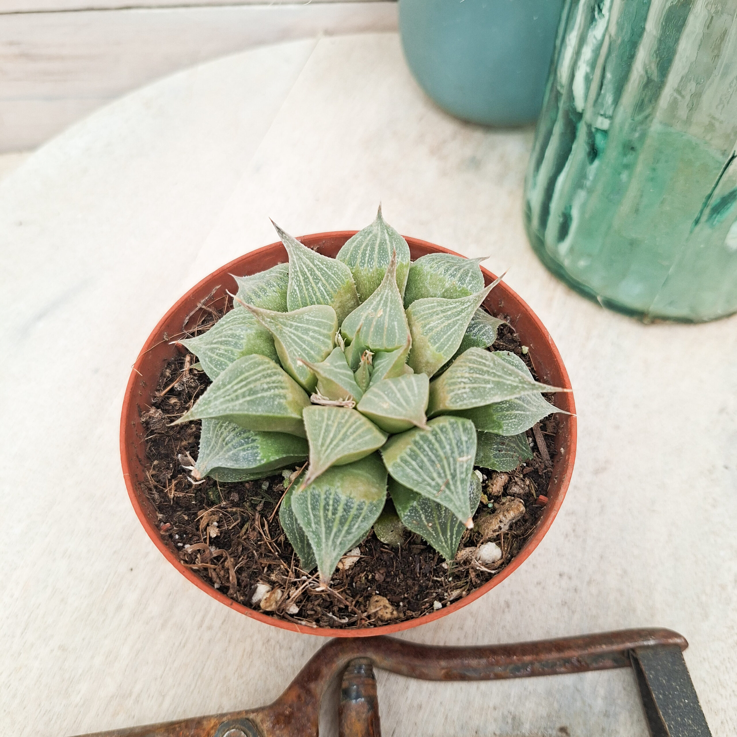 Haworthia pygmaea var. acuminata – Image 3