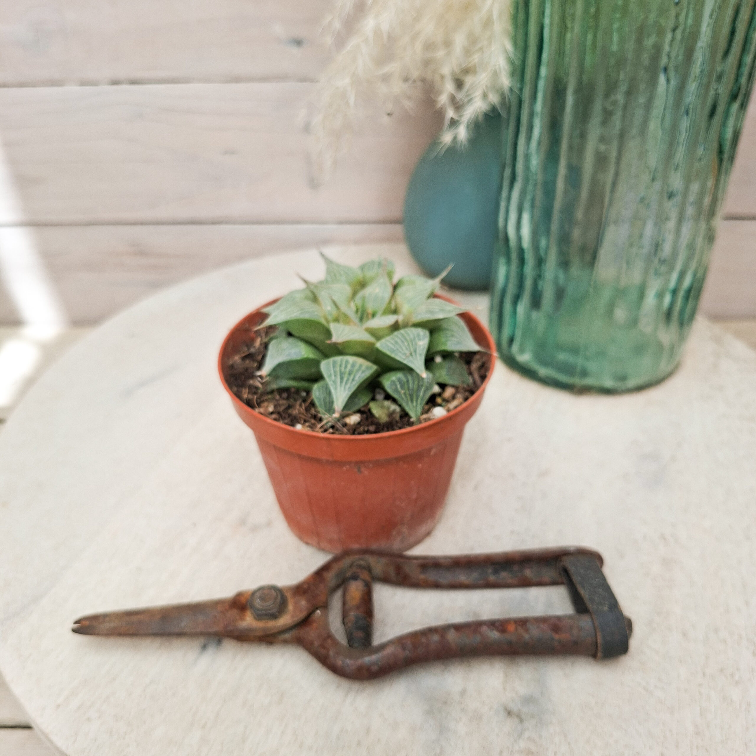 Haworthia pygmaea var. acuminata – Image 2