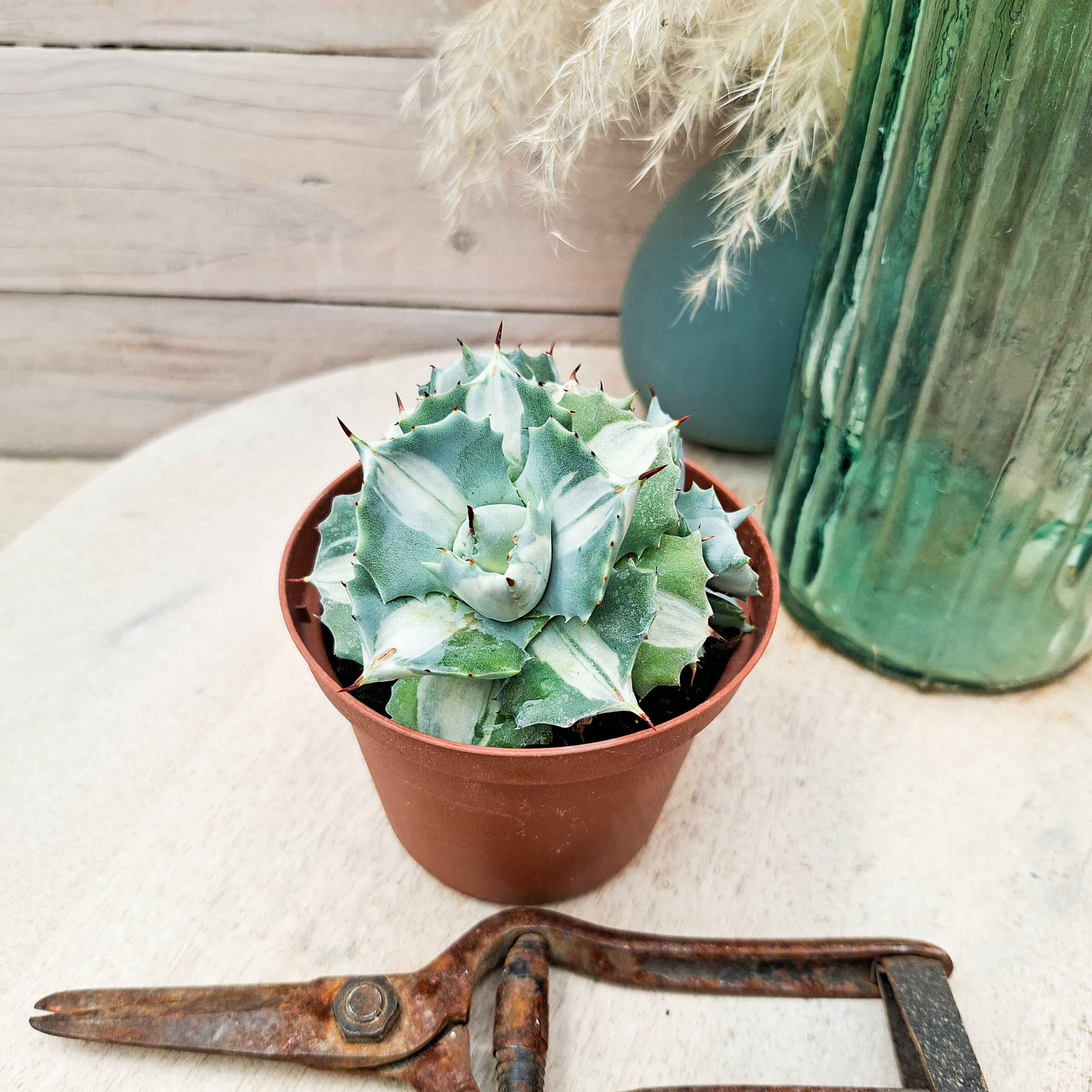 Agave isthmensis 'Orhi Razin Shirifukurin' – Image 3