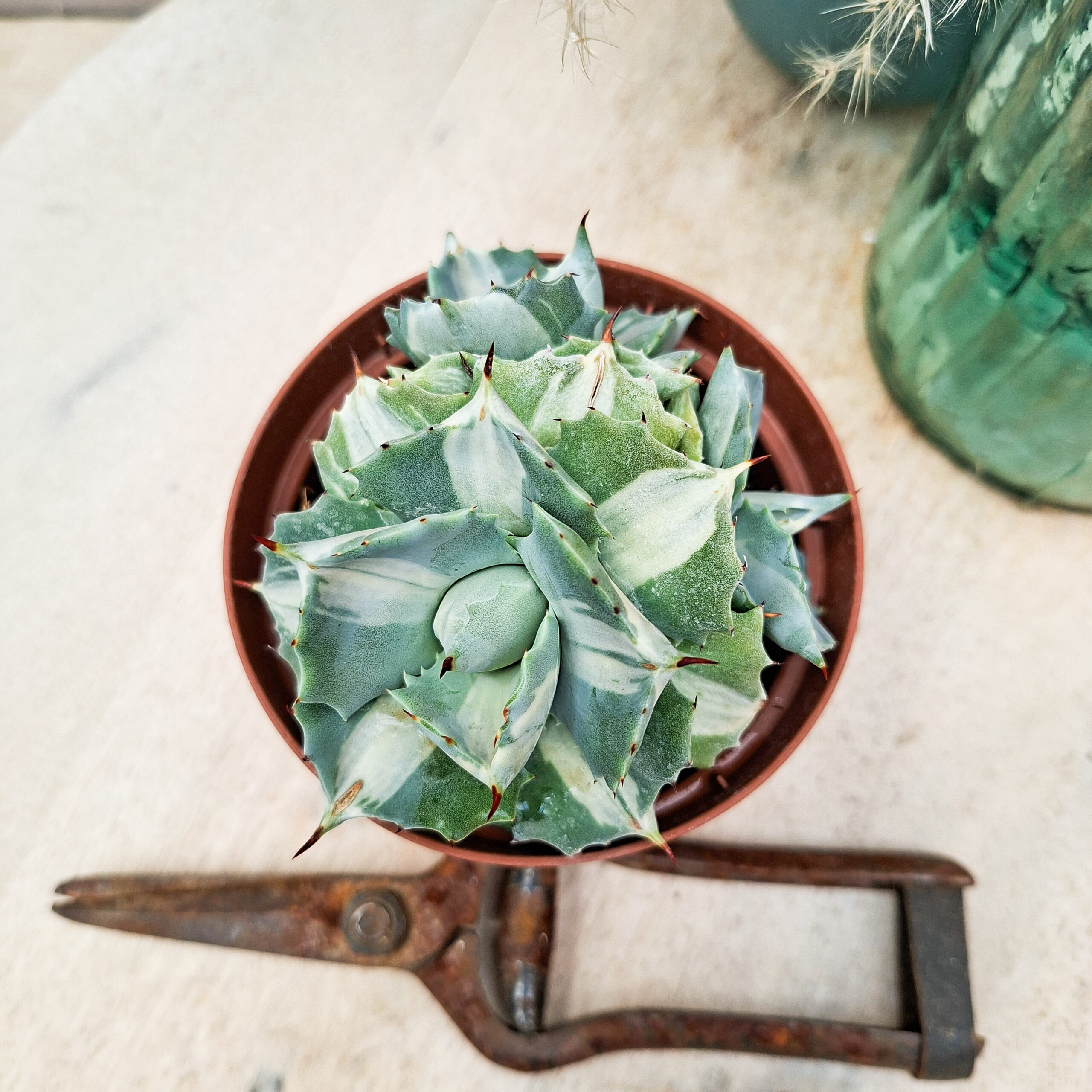 Agave isthmensis 'Orhi Razin Shirifukurin'